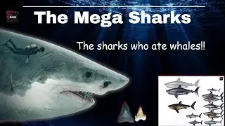 The Megatooth Sharks! The Sharks Who Ate Whales