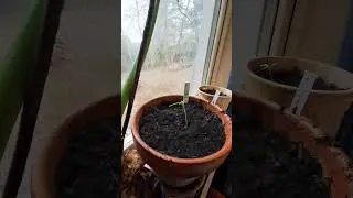 tomato plants