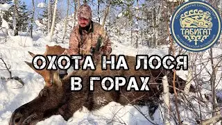 Охота на лося в горах Казахстана