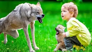 The boy took the wolf cub in his arms. But then a she-wolf appeared and a terrible thing happened!