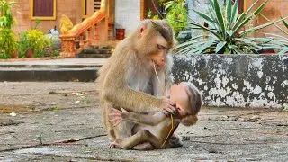 Oh god...Liston the sound of baby monkey Saro look so abnormal like this.