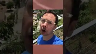 Craig's Facts - Peaches