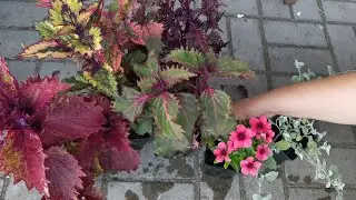 Композиции с колеусом