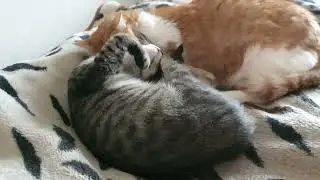 МиМиМишечки
