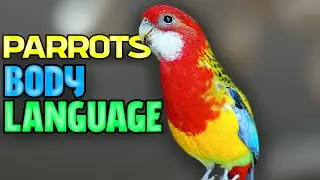 Learn your birds body language