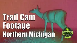Northern Michigan Trail Camera Footage