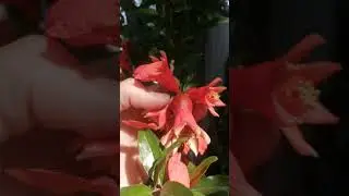 Гранат обыкновенный (Punica granatum) цветение