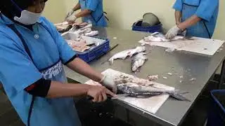 Cara memfillet ikan patin