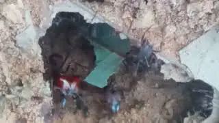 FORMIGA REI