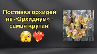 Обзор поставки орхидей на «Орхидиум» весной 2024!🔥🔥😈