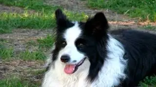 Border Collie Parasite Prevention