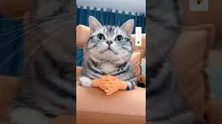 look at biili 😀#biili #tiktok #cat #shorts #BIILI #bhoot