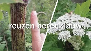 De Reuzenberenklauw - Juf in de natuur