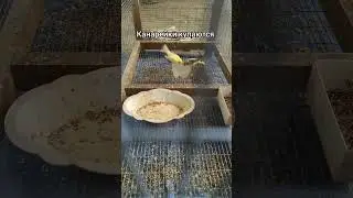 Канарейки купаются