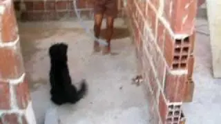 Menina Quer Provoca Cachorro