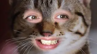 PARTY CAT