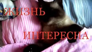 Жизнь интересна