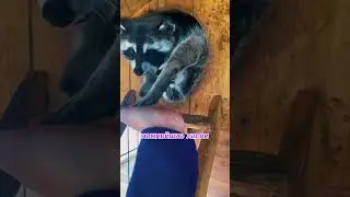 Еноты🦝 Жизнь в Кайф😋😅 