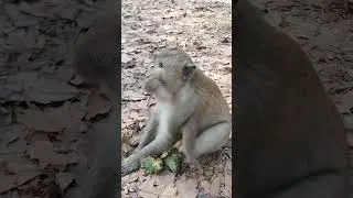 monkey app leaks 