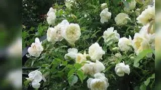 Perpetually Yours English Legend Rose