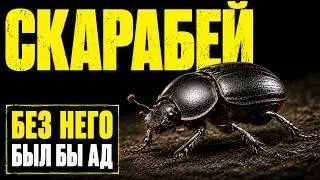 ШОКИРУЮЩИЙ ФАКТ! ЖУК-СКАРАБЕЙ - Почему Древние Египтяне Сделали Богом Существо, Питающееся Навозом