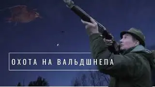 Первая охота на вальдшнепа