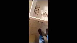 הדברה ג'וקים קטנים במטבח - 055-937-8507 - המדביר שמציל