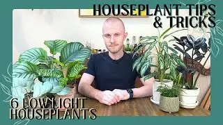 6 Low Light Plants | Houseplant Tips & Tricks Ep. 30