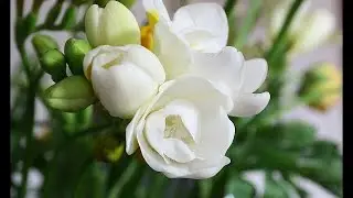 ये किया तो मोगरे का पेड़ फूलों से लद जायेगा और खुशबू से घर भर जायेगा | How to multiply jasmine plant.