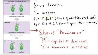 Mendel and the Monohybrid cross