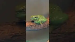 JungleWorld at The Bronx Zoo | 
