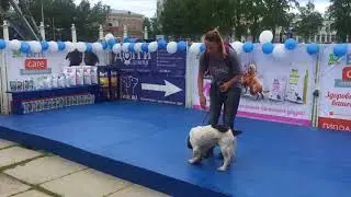 Happy Dogs Day в Догги 24 июня 2018