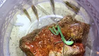 When Mantis Sees a Fish In Water This Happens.