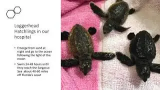 Loggerhead Sea Turtles at the Marine Science Center