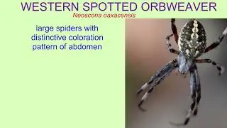WESTERN SPOTTED ORBWEAVER spider