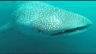 Have a Whale of a time in Western Australia | Discover Australia