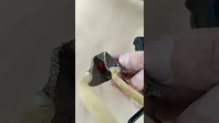 garlic firecrackers   🧨 explosion of firecrackers. 🧨
