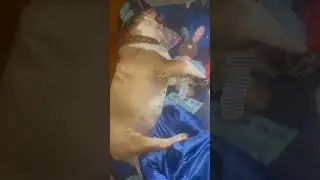 #английскийбульдог