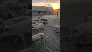 хрю хрю ! без Г.М.О