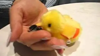 кормление игрушки с руки