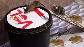 New Best Mouse Trap | Mouse Trap New Ideas  | Mouse Trap Tricks