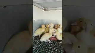 утята муларды