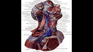 The vessels of head & neck