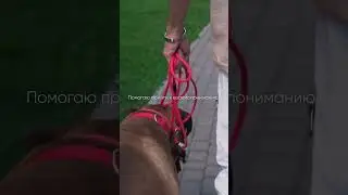 Прогулка    #собака #животные #топ #собаки #любовь #кино