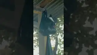 Merpati Balap || Pintar ambil makanan dalam kantong asoy