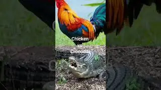 Chicken vs Crocodile 💀 