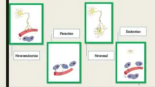 GENERALIDADES DE ENDOCRINOLOGIA 2024