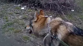 Утренняя пробежка с волком держит в тонусе