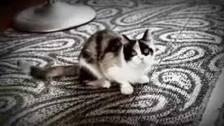 Кошка Мика
