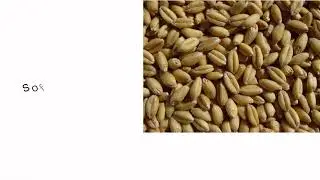 #nature Nature Food grains - Wheat - 1